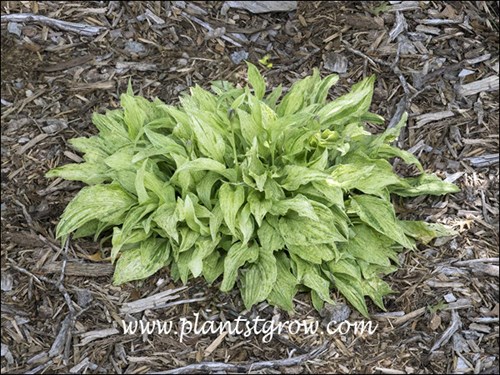 The plant foliage has changed from mostly cream to white leaf streaked with green